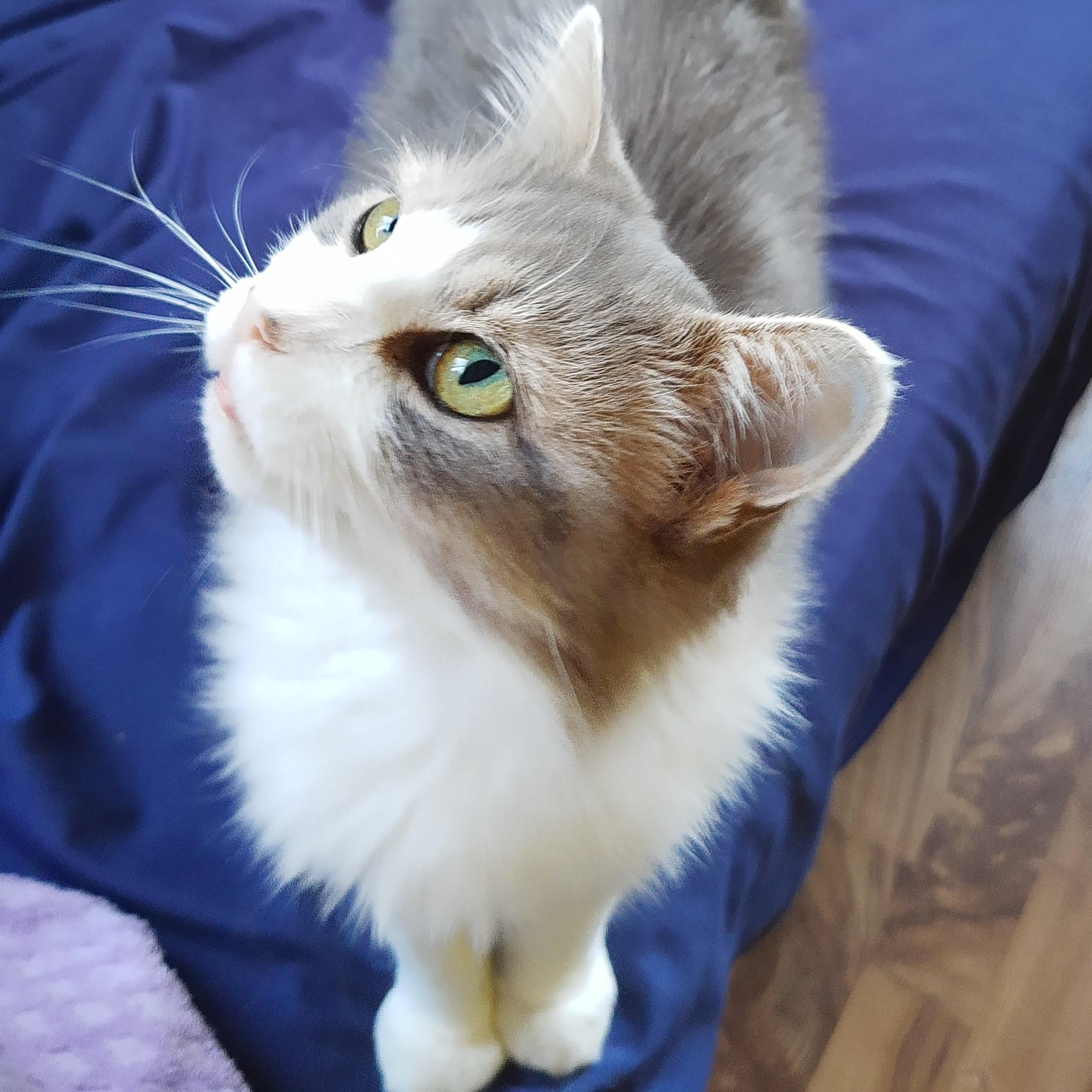 May, a Adoptable Domestic Medium Hair in Wakefield, QC image 3/5