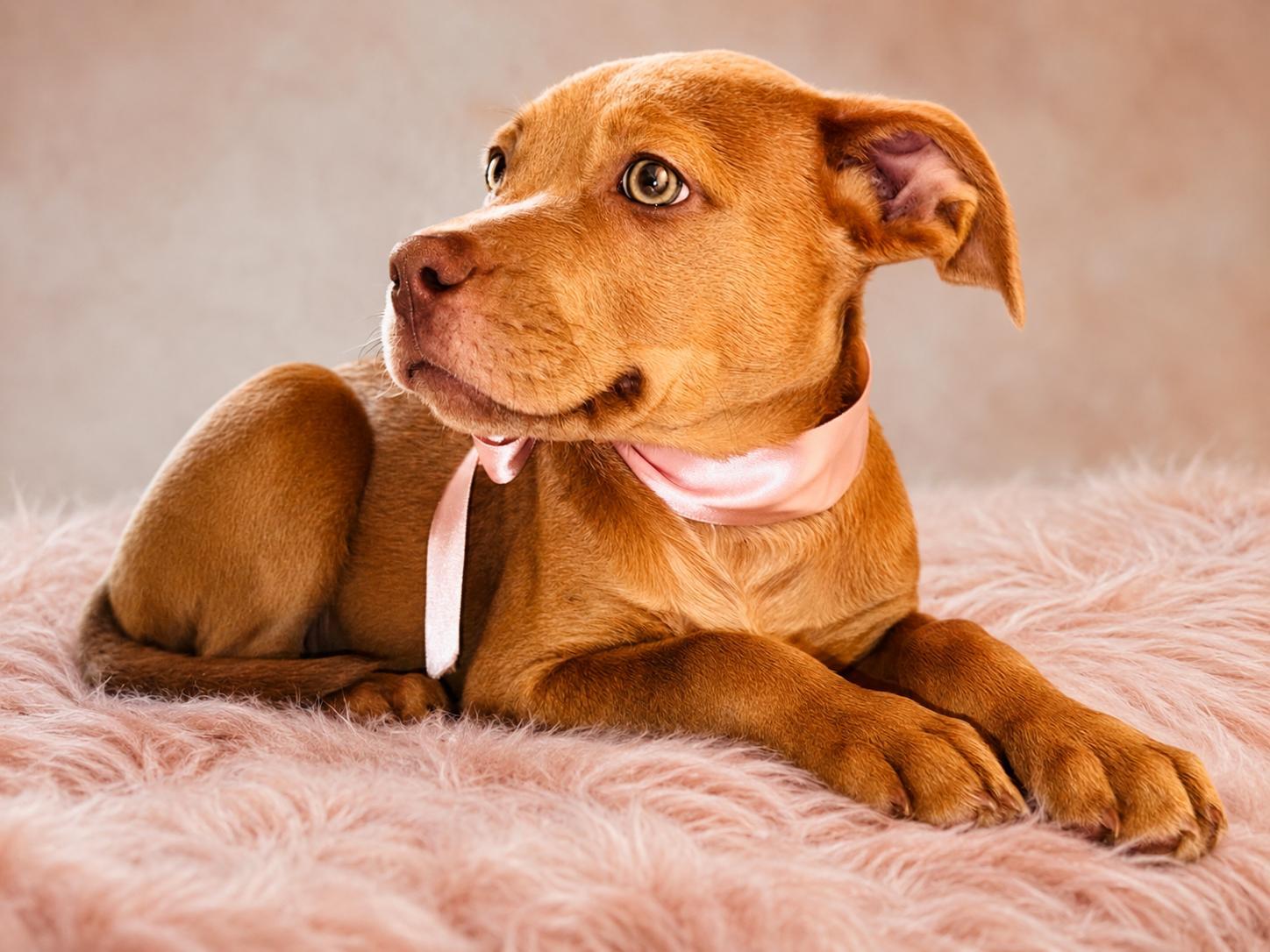 SWEETIE, an adopted mixed breed in Jacksonville, FL image 1/3