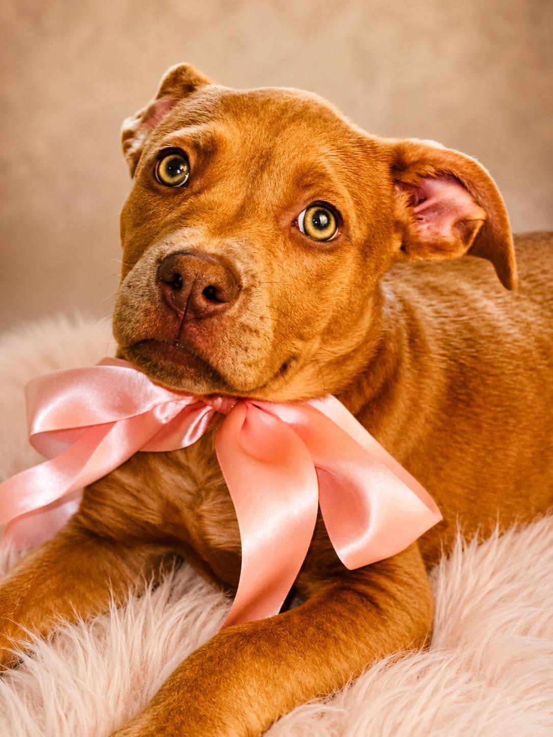 SWEETIE, an adopted mixed breed in Jacksonville, FL image 3/3