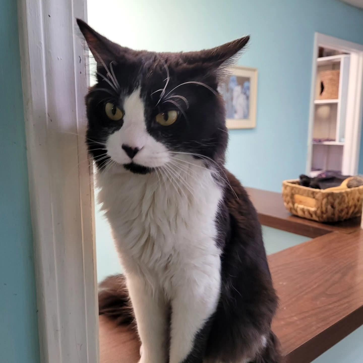 Sylvester, a ADOPTABLE Domestic Long Hair in Memphis, TN image 3/3