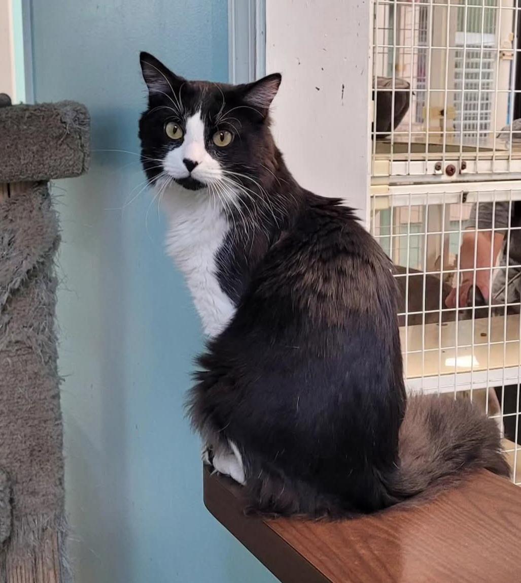 Sylvester, a ADOPTABLE Domestic Long Hair in Memphis, TN image 1/3
