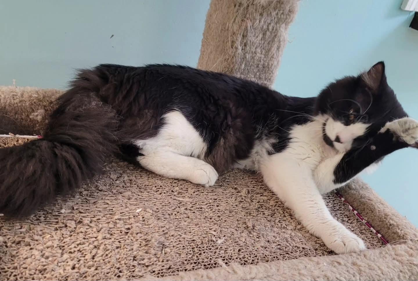 Sylvester, a ADOPTABLE Domestic Long Hair in Memphis, TN image 2/3