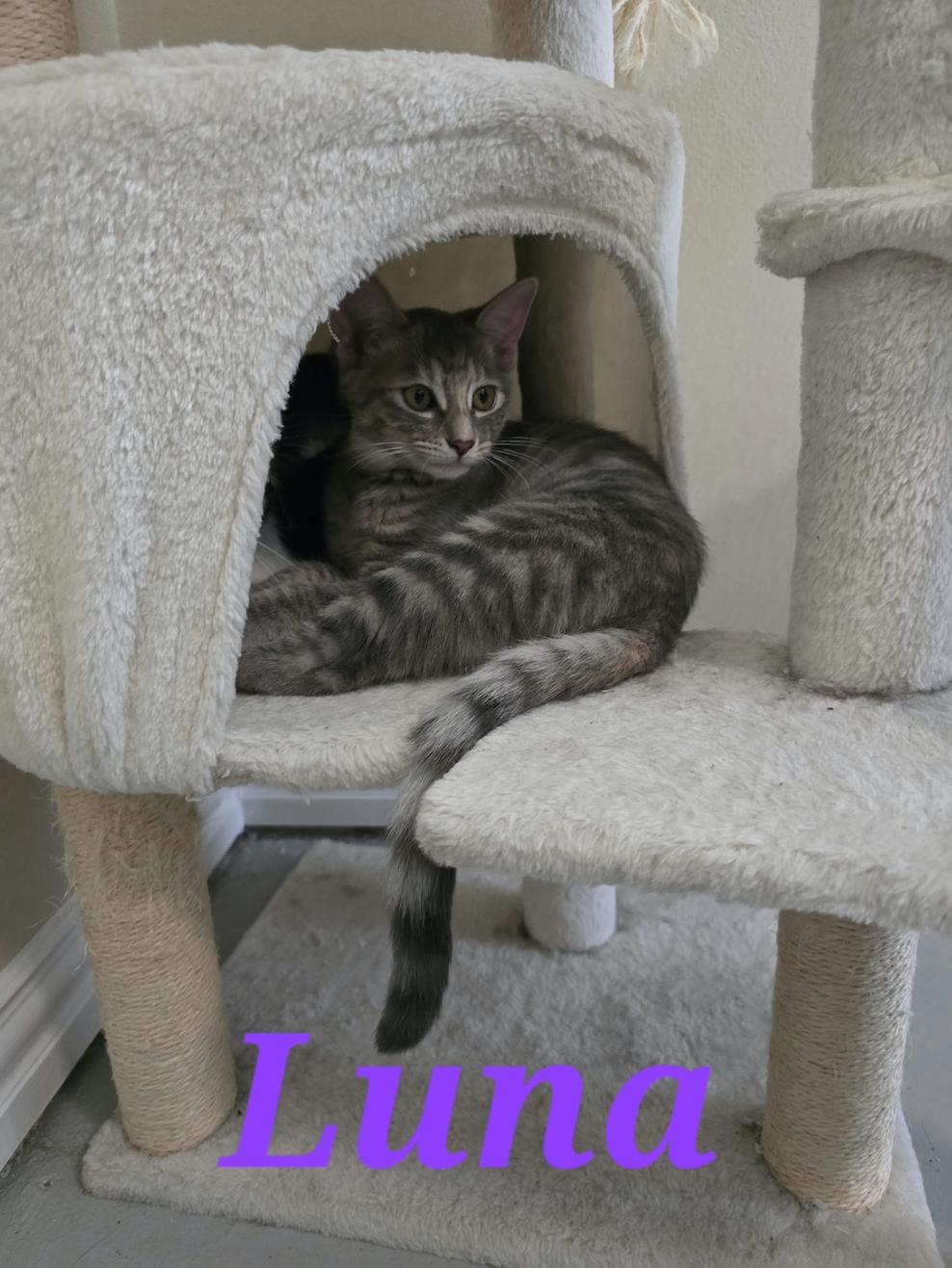 Luna, Adoptable, Young Female Domestic Short Hair.