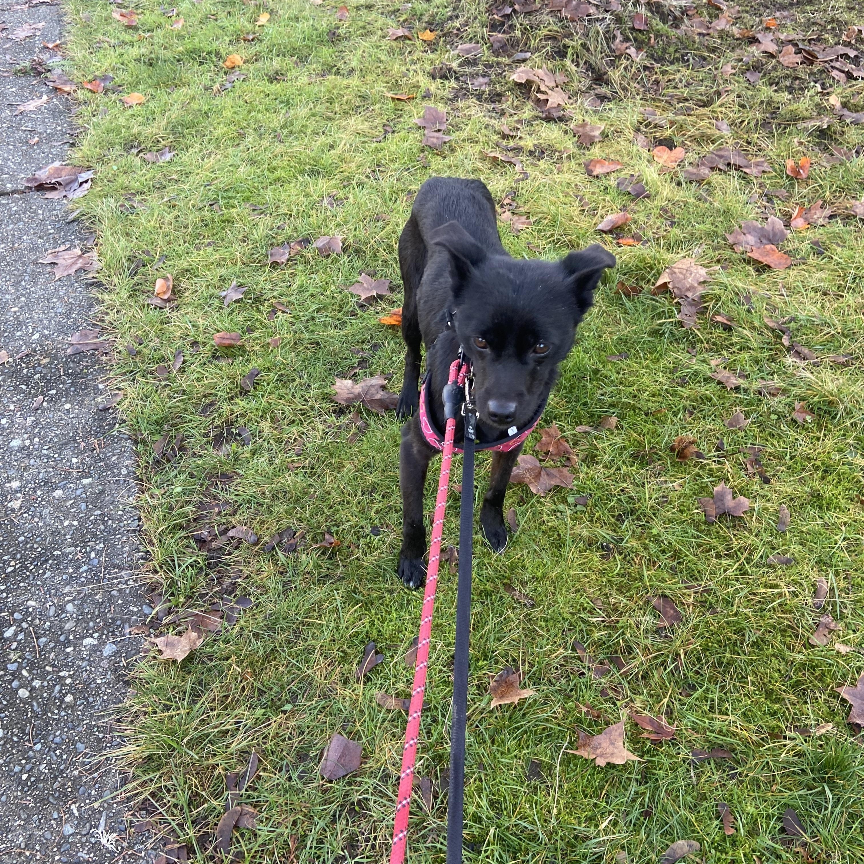 Moona, a ADOPTABLE mixed breed in Surrey, BC image 1/5