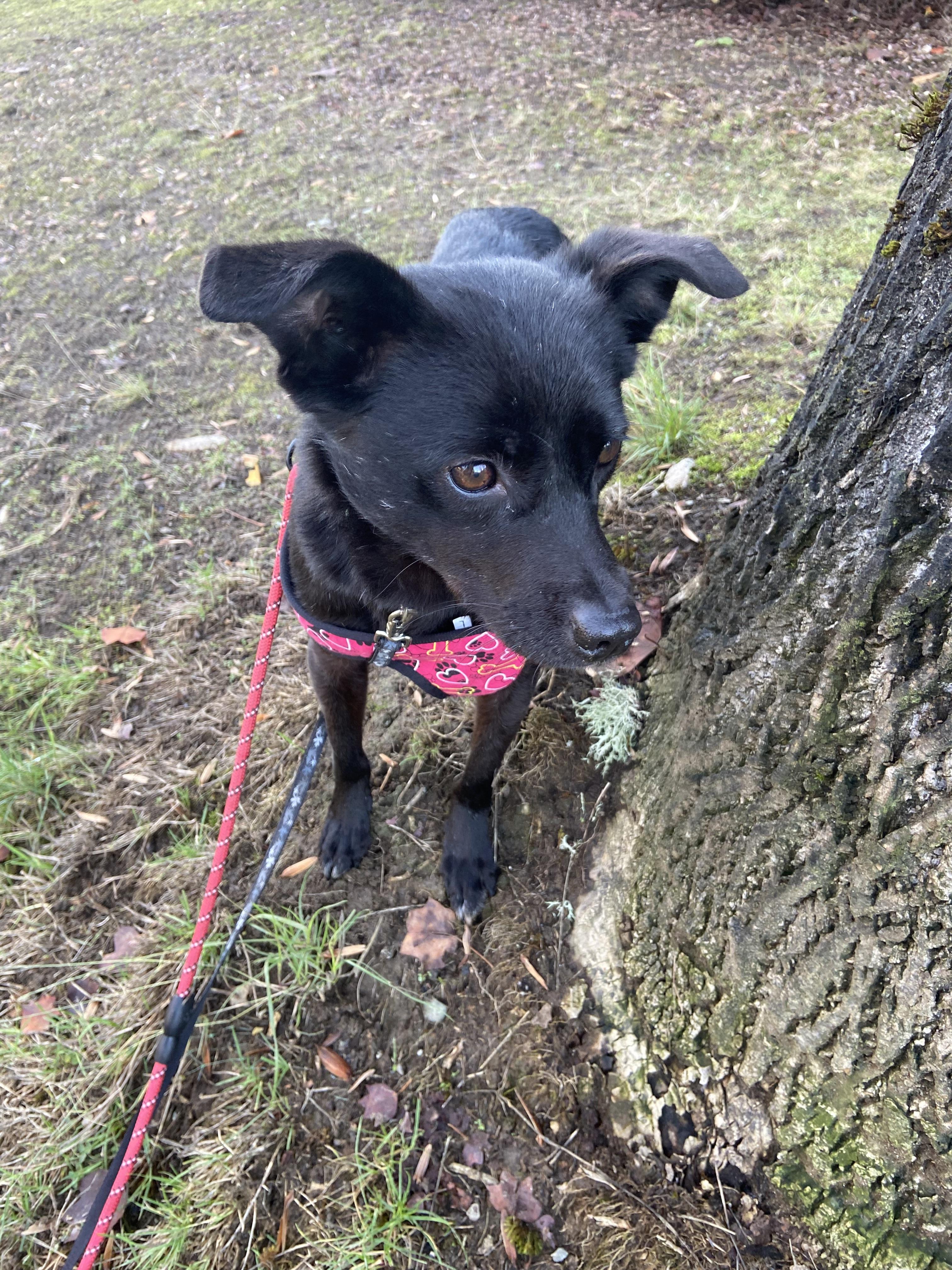 Moona, a ADOPTABLE mixed breed in Surrey, BC image 2/5