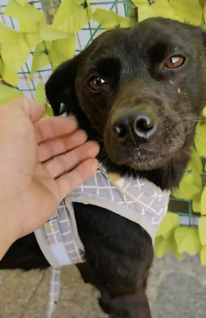 Moona, a ADOPTABLE mixed breed in Surrey, BC image 3/5