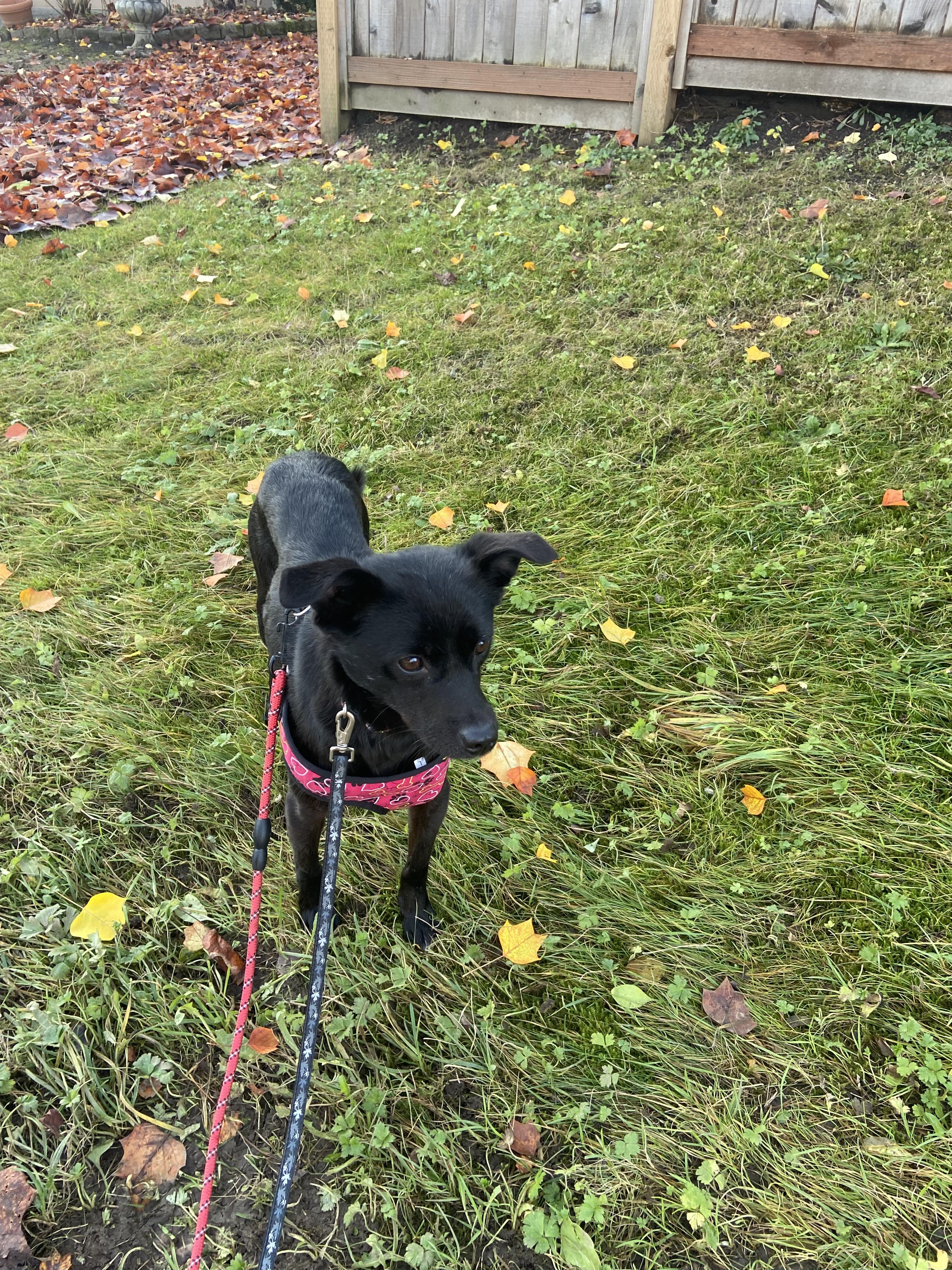 Moona, a ADOPTABLE mixed breed in Surrey, BC image 4/5