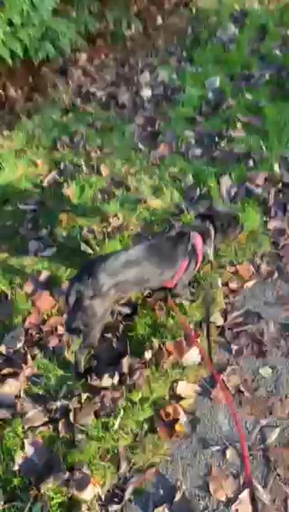 Enlarge Moona, a ADOPTABLE mixed breed in Surrey, BC video 5/5