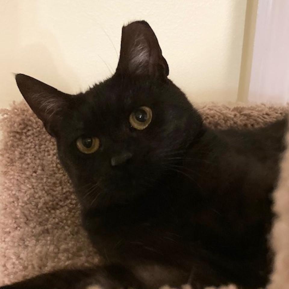Enlarge Ramen 2022, a Adoptable Domestic Short Hair in Bensalem, PA image 1/3