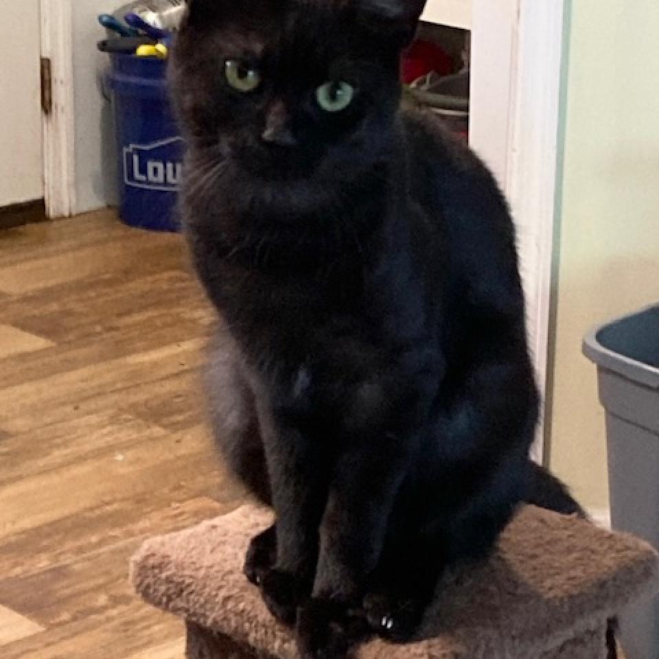 Enlarge Ramen 2022, a Adoptable Domestic Short Hair in Bensalem, PA image 2/3