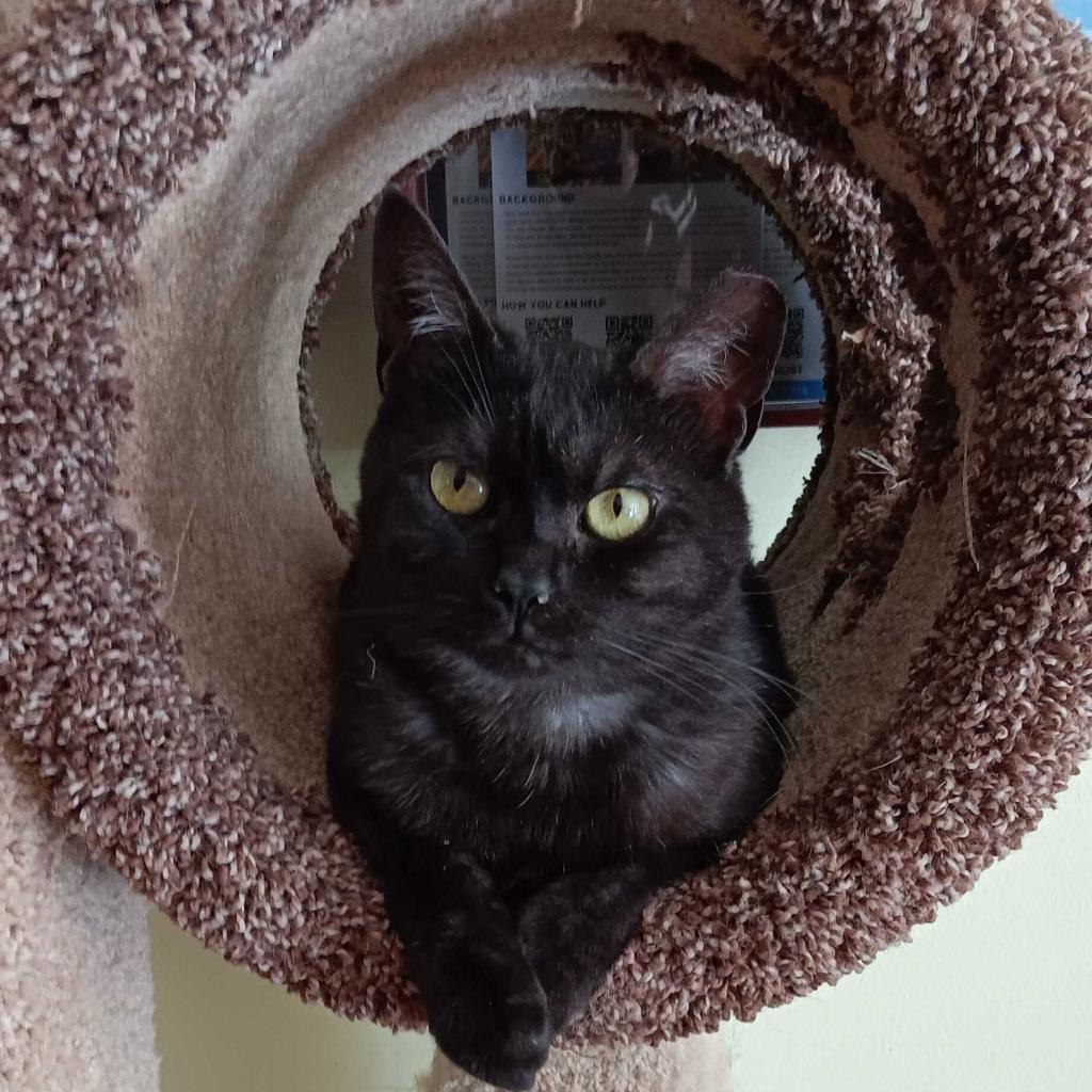 Enlarge Ramen 2022, a Adoptable Domestic Short Hair in Bensalem, PA image 3/3