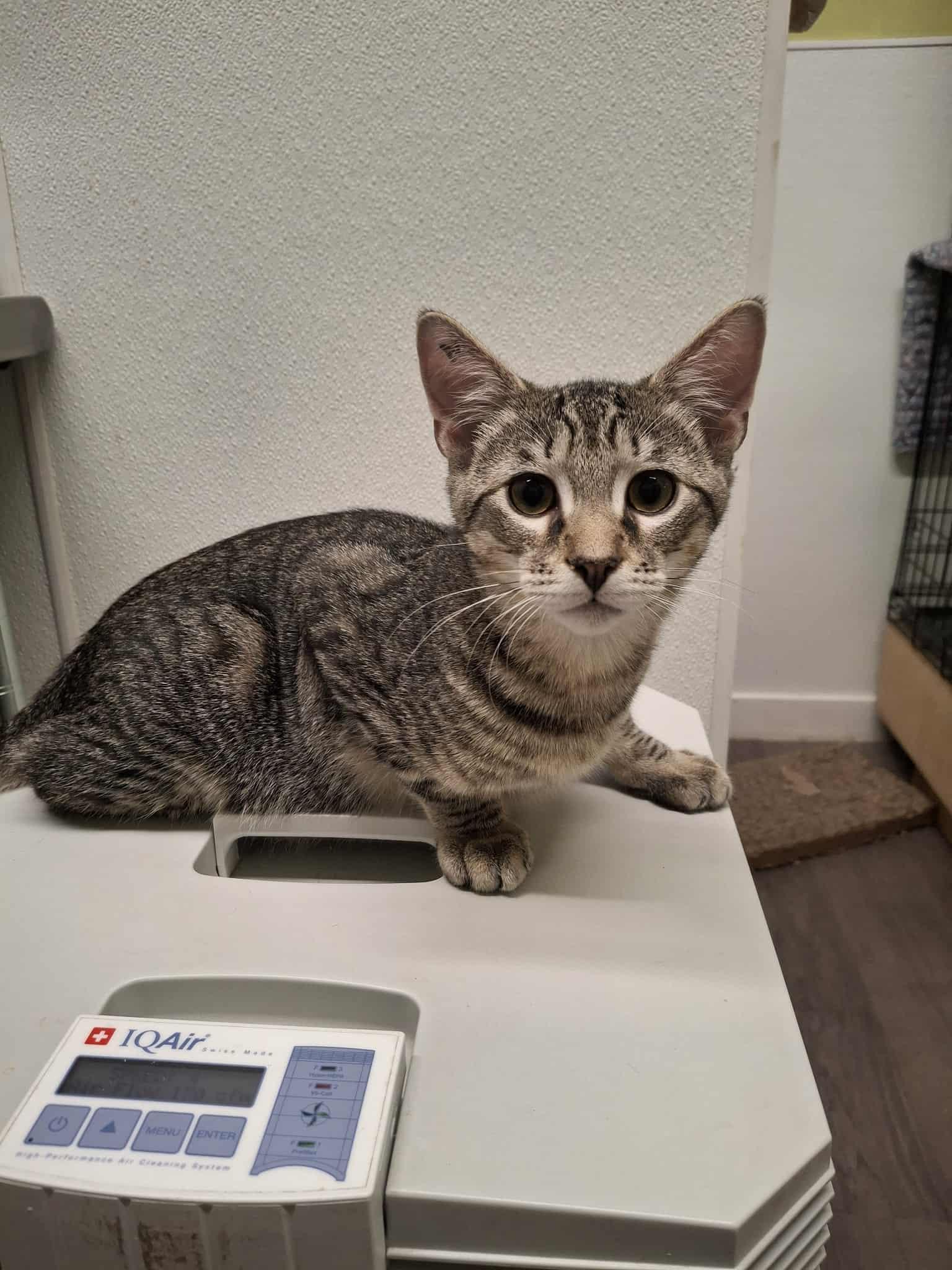 Mango AND Fig, Adopted, Young Male Domestic Short Hair.