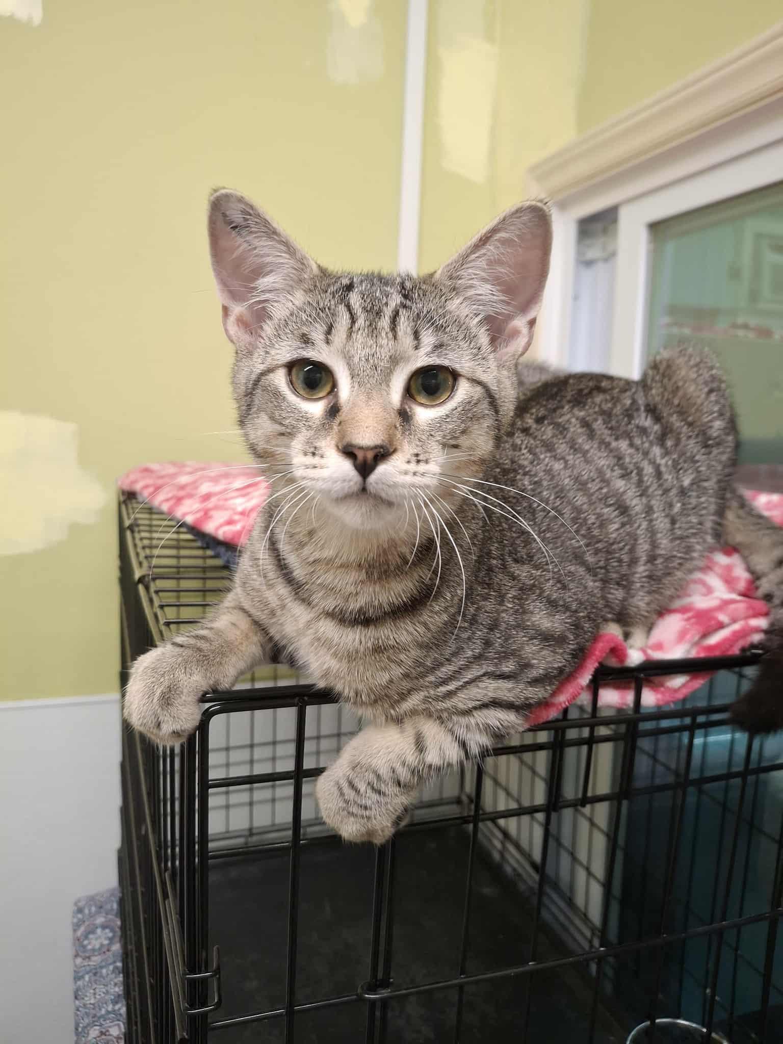 Mango AND Fig, a Adopted Domestic Short Hair in Gonic, NH image 2/3