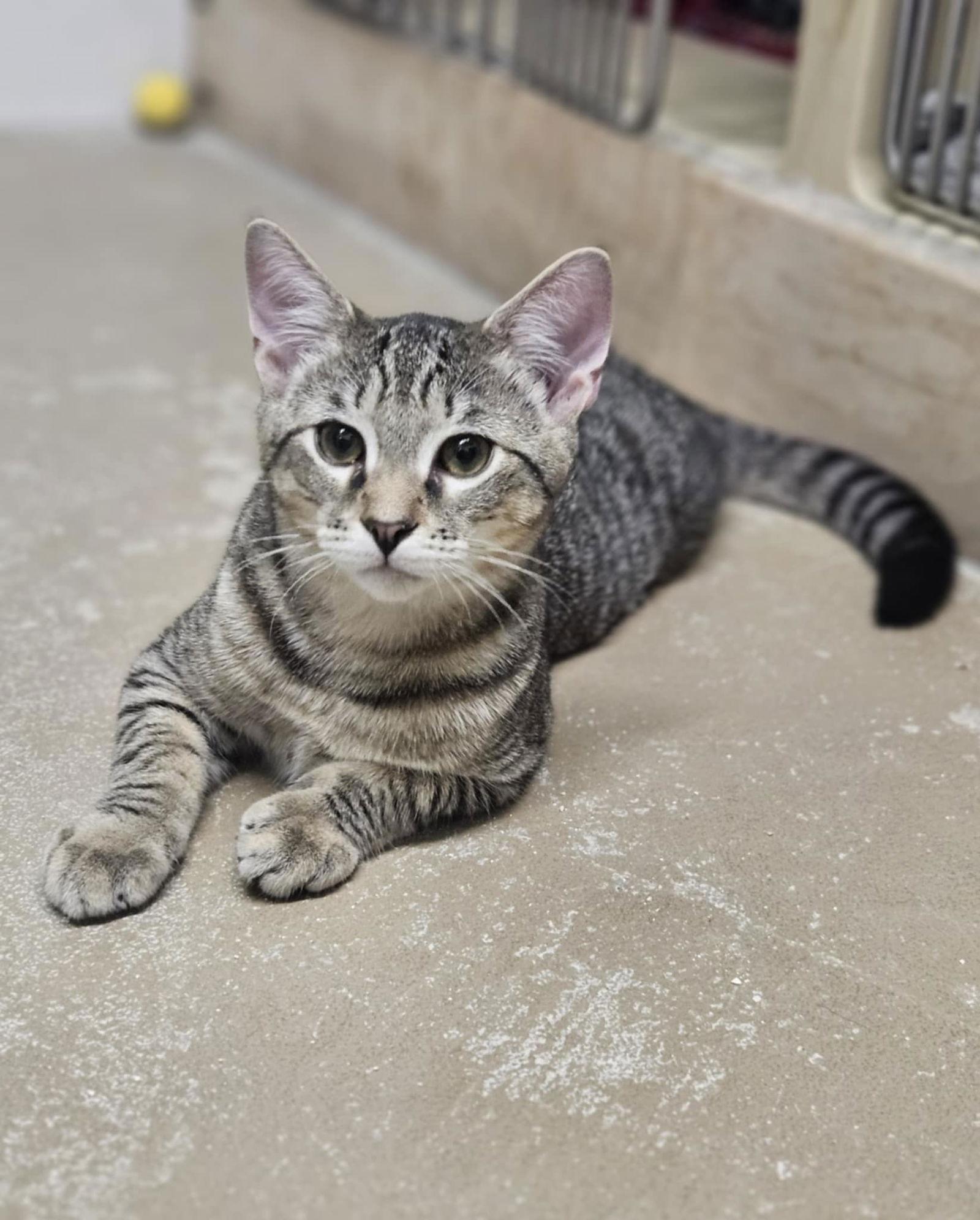 Mango AND Fig, a Adopted Domestic Short Hair in Gonic, NH image 3/3