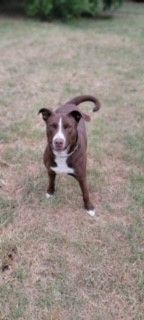 Cora photo 4