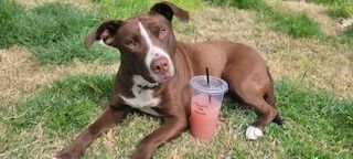 Cora