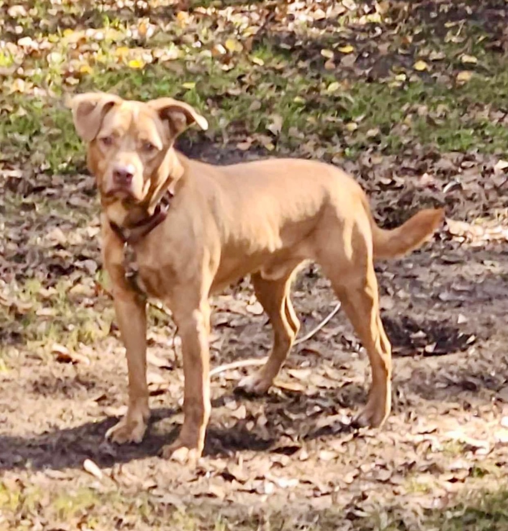 Levi, Adoptable, Adult Male Terrier.