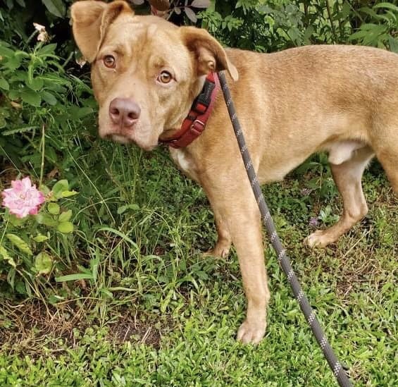 Enlarge Levi, a Adoptable mixed breed in Goose Creek, SC image 2/10