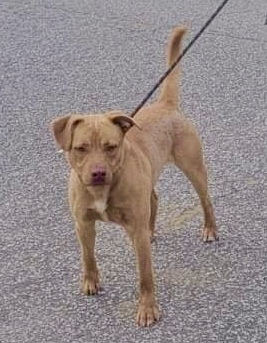 Enlarge Levi, a Adoptable mixed breed in Goose Creek, SC image 3/10