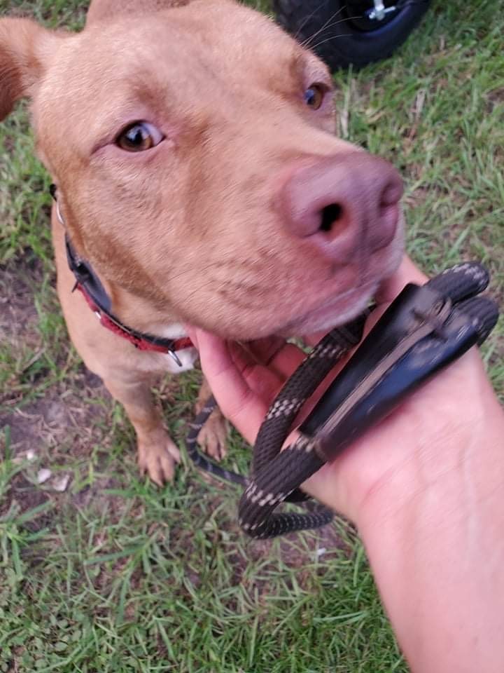 Enlarge Levi, a Adoptable mixed breed in Goose Creek, SC image 4/10