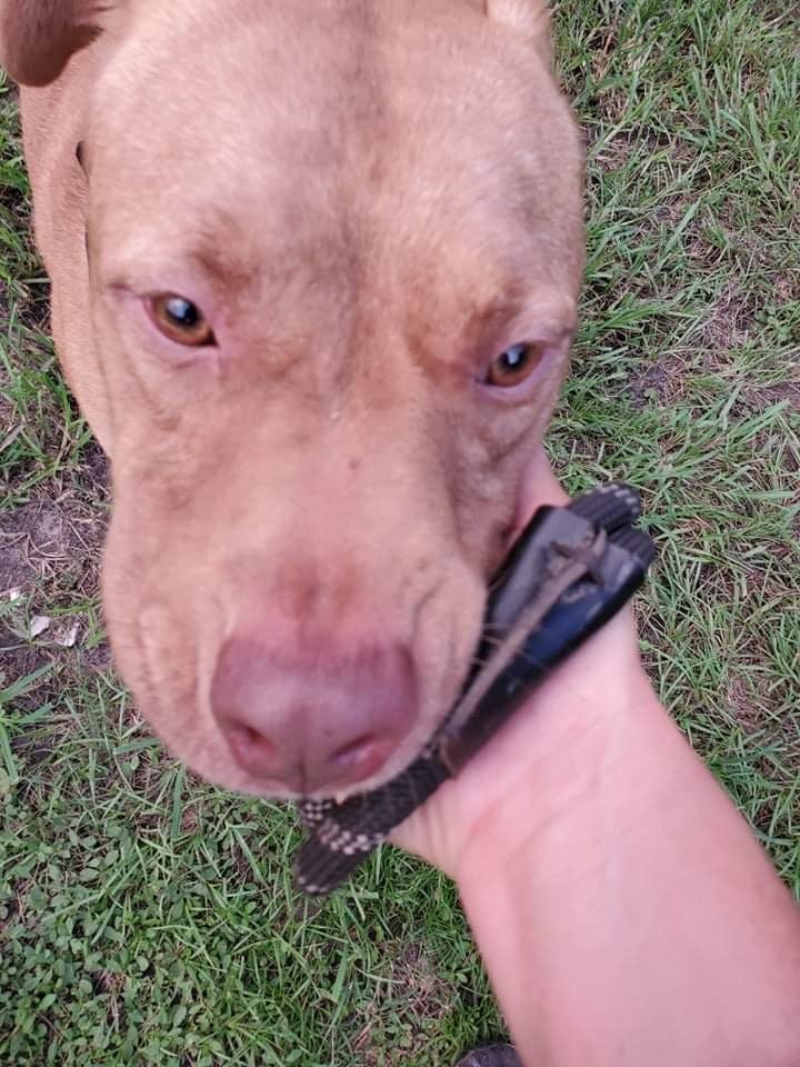 Enlarge Levi, a Adoptable mixed breed in Goose Creek, SC image 5/10