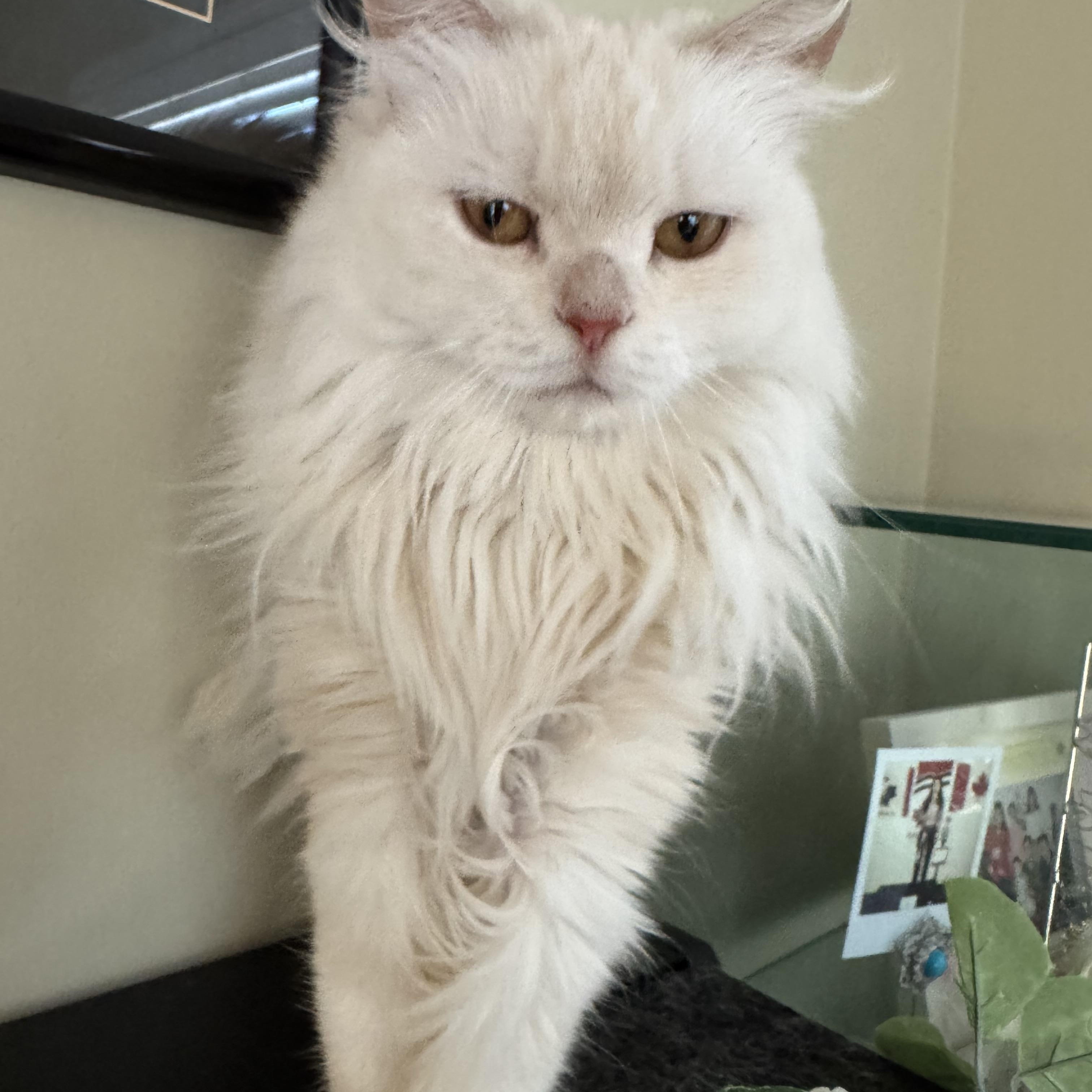 Enlarge Jana - Louise Ann Dolor, an adopted mixed breed in Brampton, ON image 3/6