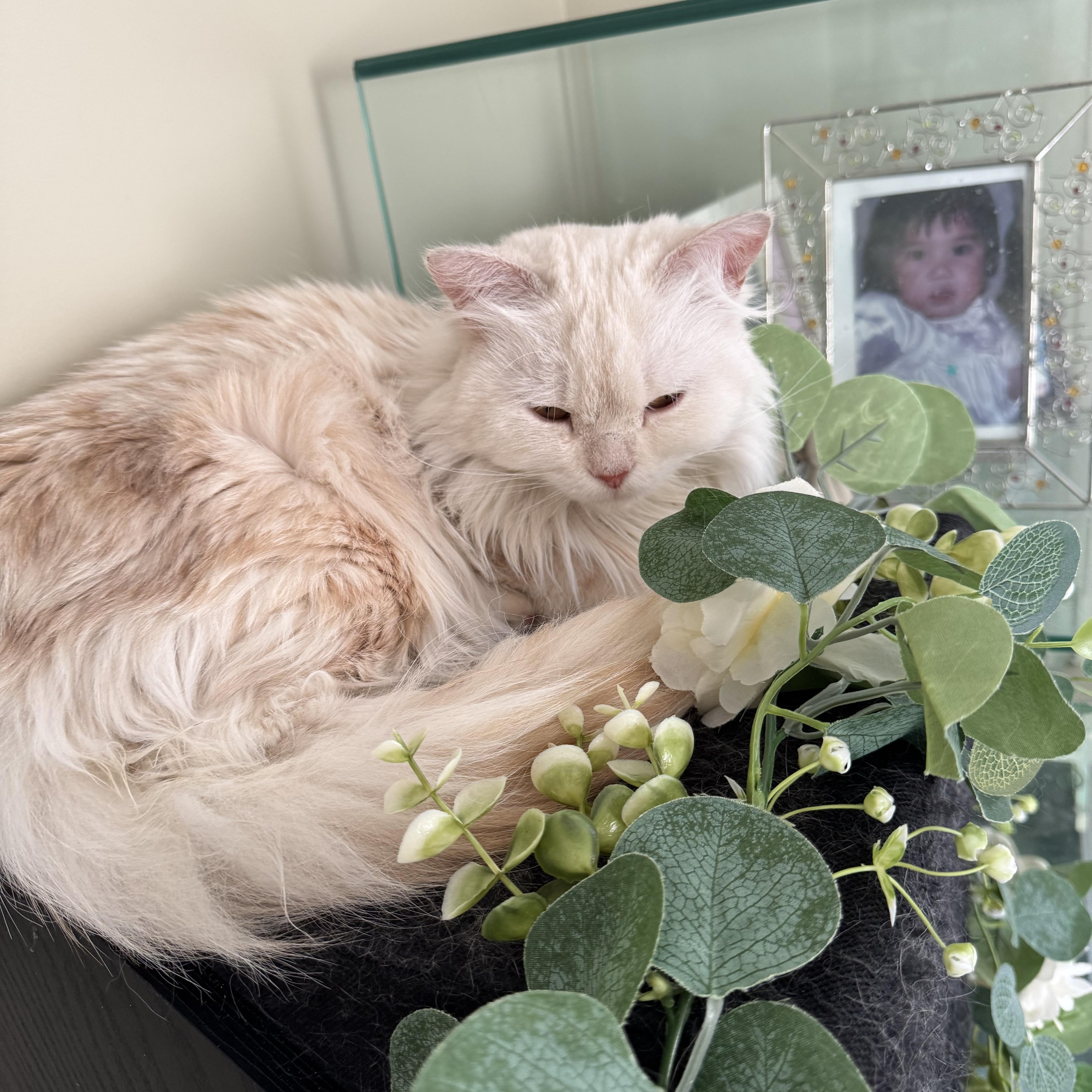 Enlarge Jana - Louise Ann Dolor, an adopted mixed breed in Brampton, ON image 5/6