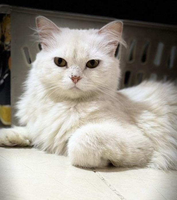 Enlarge Jana - Louise Ann Dolor, an adopted mixed breed in Brampton, ON image 1/6