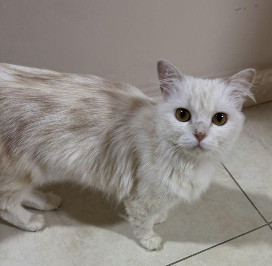 Enlarge Jana - Louise Ann Dolor, an adopted mixed breed in Brampton, ON image 4/6