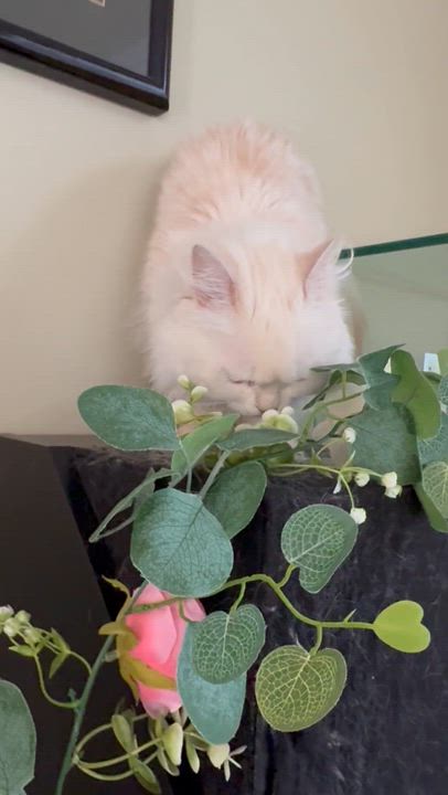 Enlarge Jana - Louise Ann Dolor, an adopted mixed breed in Brampton, ON video 2/6