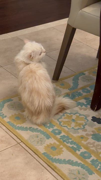 Enlarge Jana - Louise Ann Dolor, an adopted mixed breed in Brampton, ON video 6/6