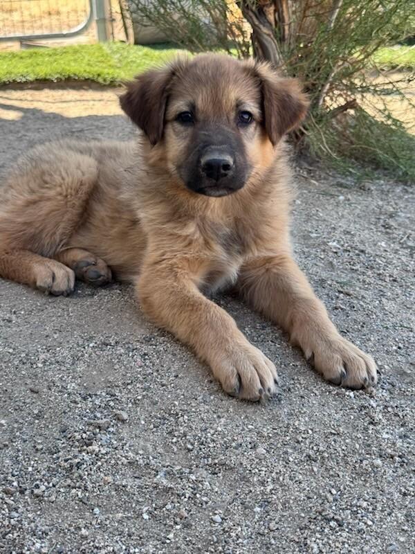 Cubbie, Adopted, Puppy Female Great Pyrenees & Golden Retriever.