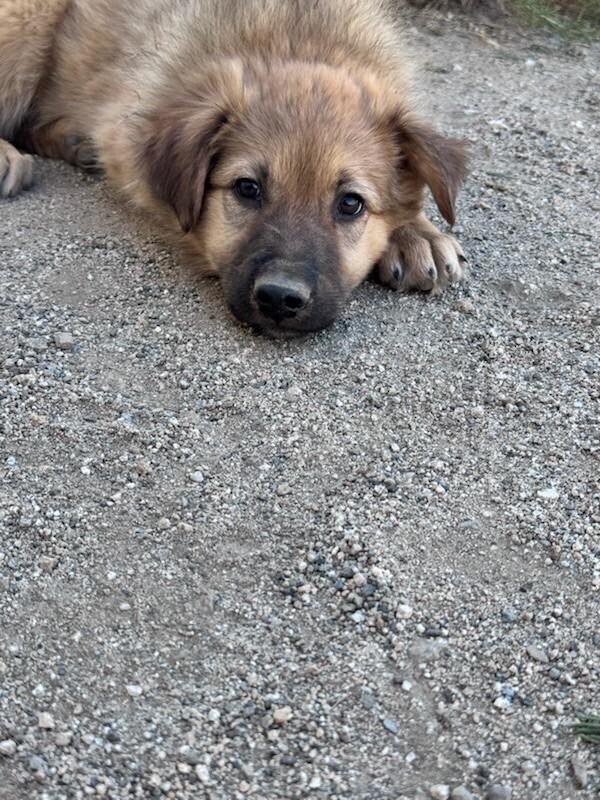 Enlarge Cubbie, a Adopted mixed breed in Van Nuys, CA image 2/5