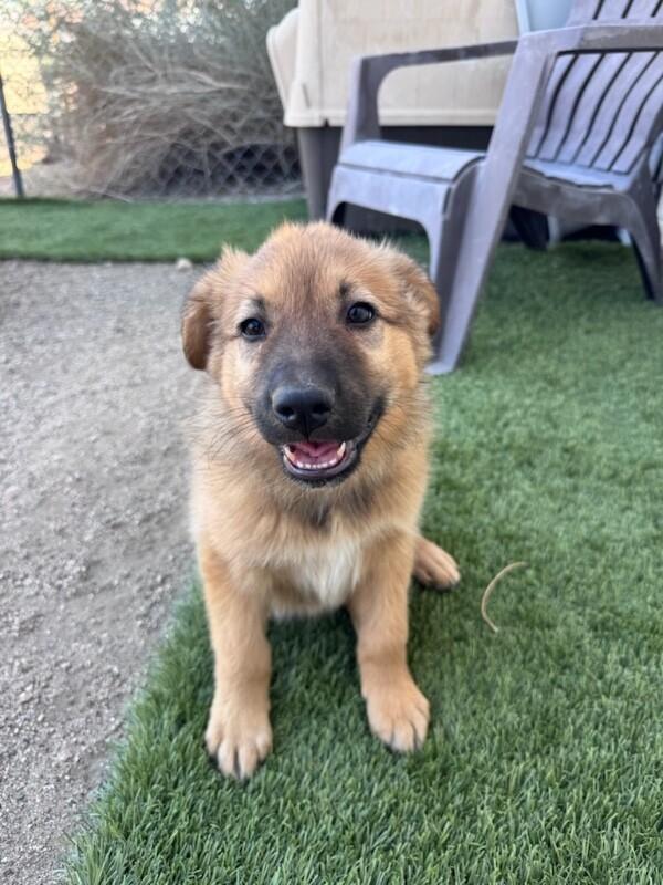 Enlarge Cubbie, a Adopted mixed breed in Van Nuys, CA image 3/5