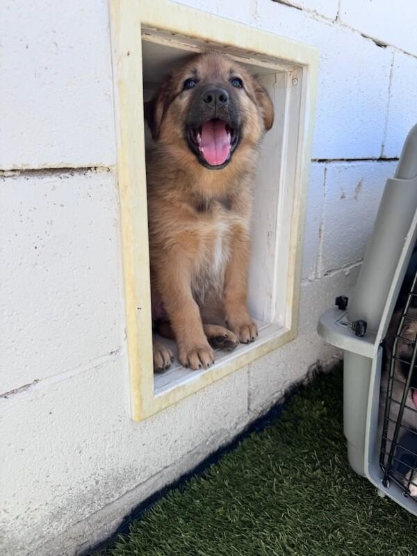 Enlarge Cubbie, a Adopted mixed breed in Van Nuys, CA image 4/5