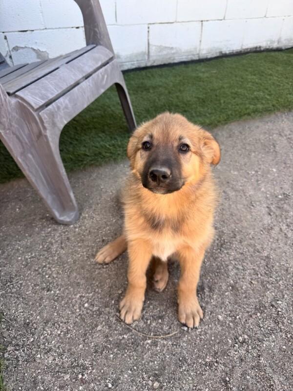 Enlarge Cubbie, a Adopted mixed breed in Van Nuys, CA image 5/5