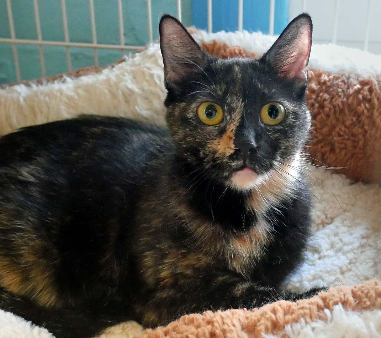Enlarge Chick-A-Dee, a ADOPTABLE Tortoiseshell in Bloomingdale, NJ image 4/5