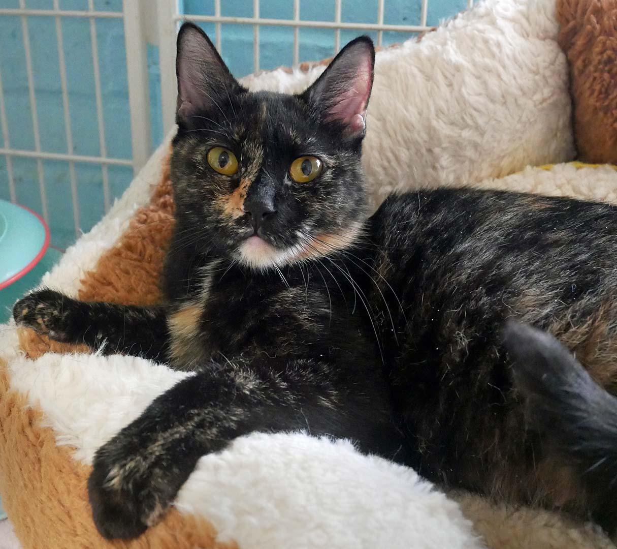 Enlarge Chick-A-Dee, a ADOPTABLE Tortoiseshell in Bloomingdale, NJ image 2/5