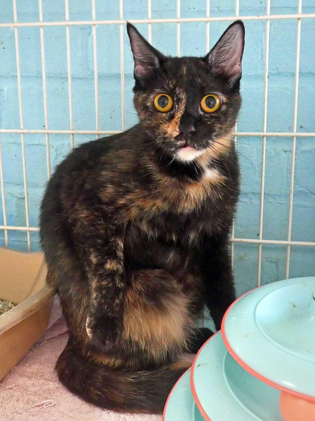 Enlarge Chick-A-Dee, a ADOPTABLE Tortoiseshell in Bloomingdale, NJ image 5/5