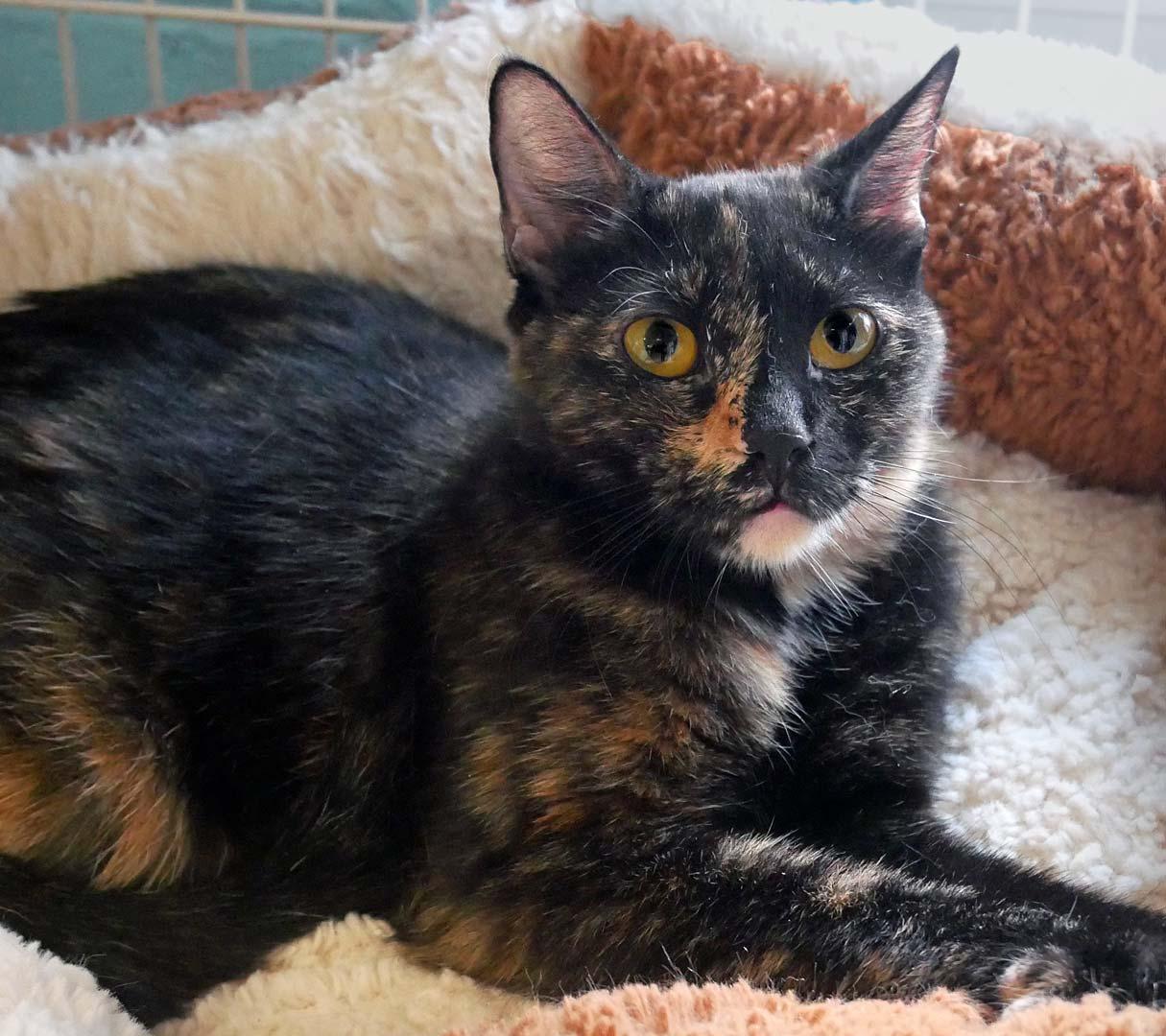 Enlarge Chick-A-Dee, a ADOPTABLE Tortoiseshell in Bloomingdale, NJ image 3/5