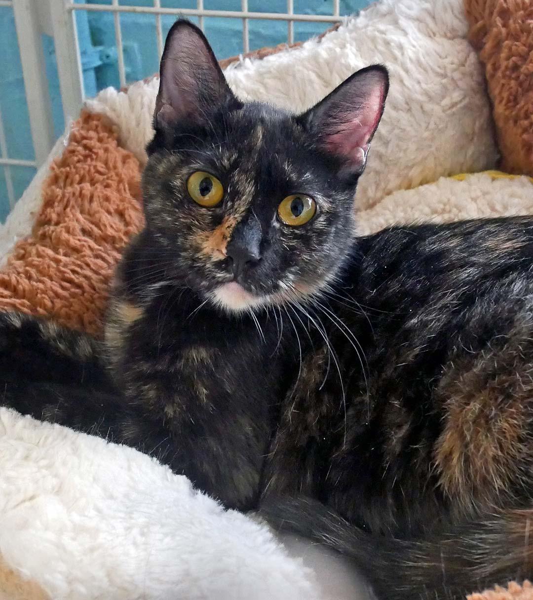 Enlarge Chick-A-Dee, a ADOPTABLE Tortoiseshell in Bloomingdale, NJ image 1/5
