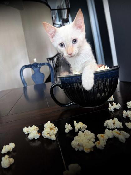 Enlarge Marshmallow, a Adoptable mixed breed in Mansfield, TX image 1/1