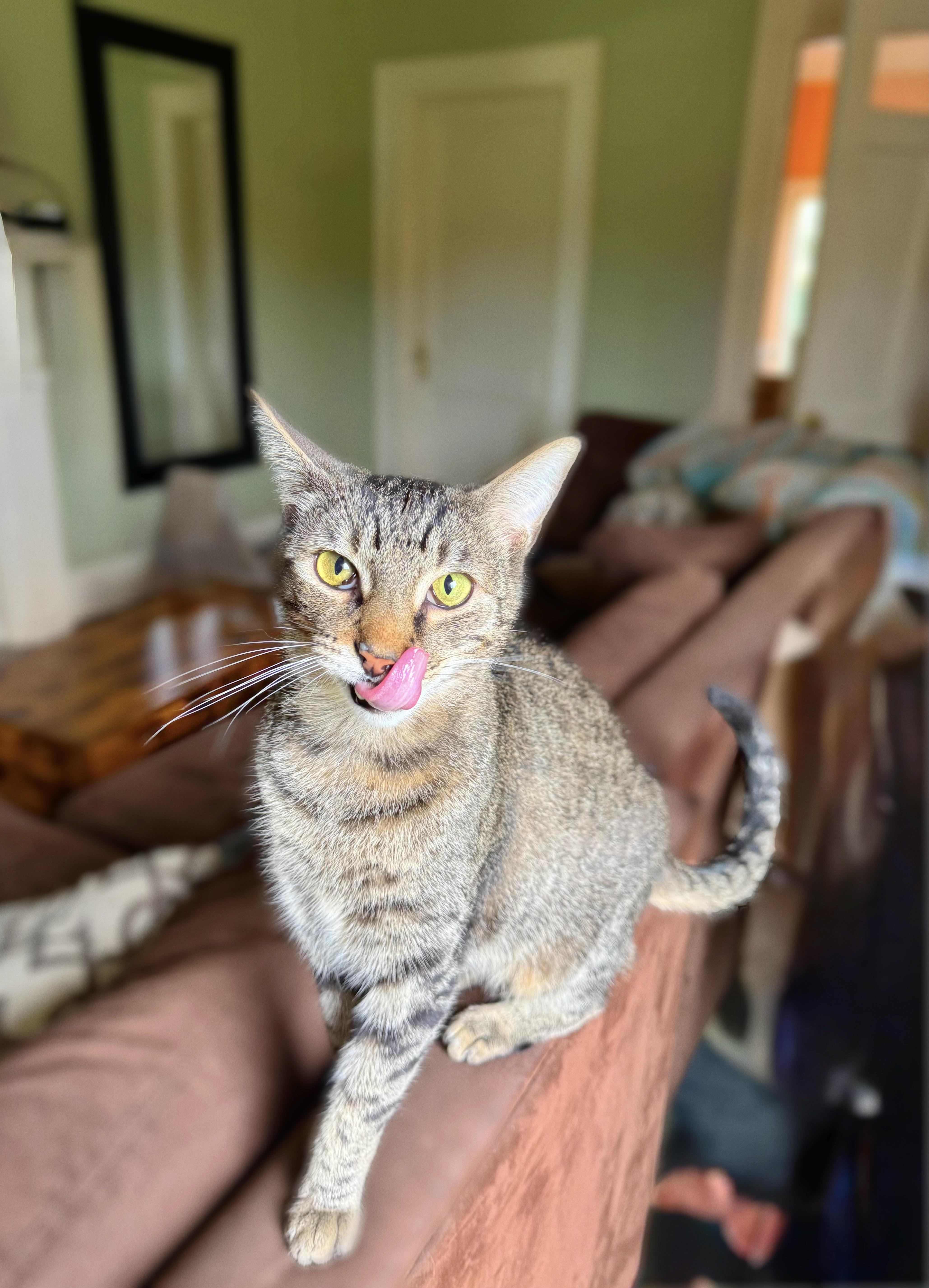 Filly, Adoptable, Adult Male Domestic Short Hair.