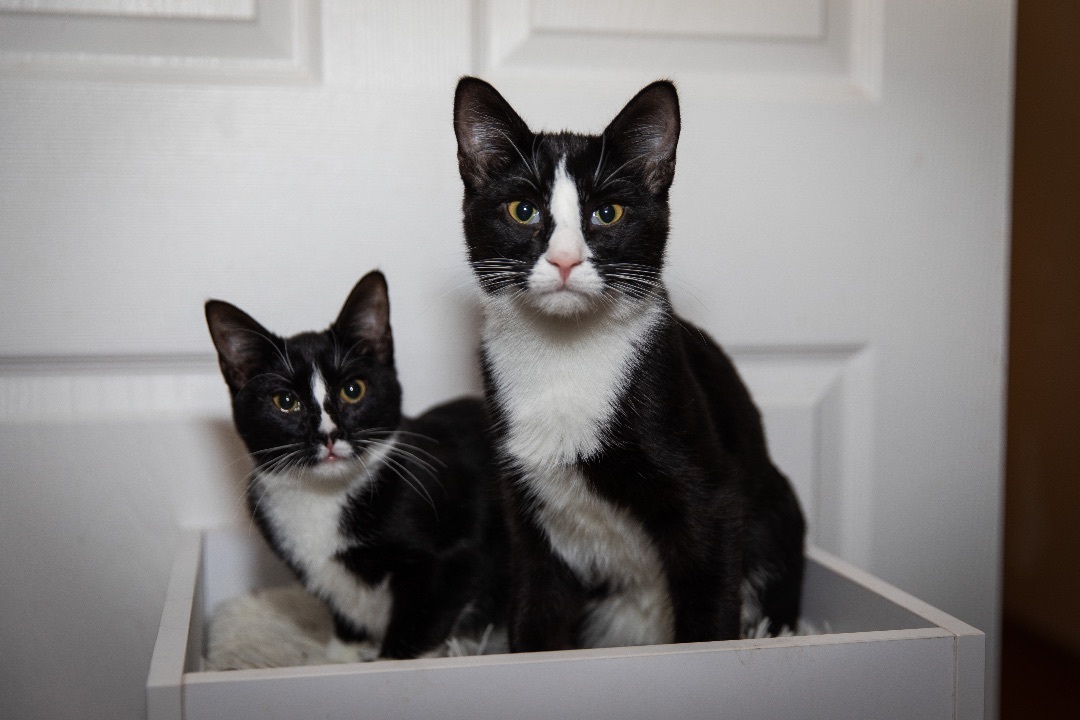 Jay, Adoptable, Young Male Tuxedo.