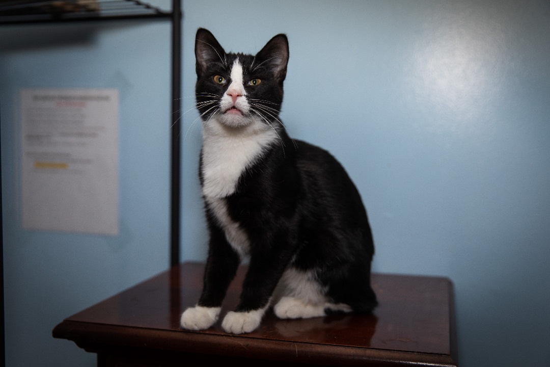 Enlarge Jay, a Adoptable Tuxedo in Chicago, IL image 2/6