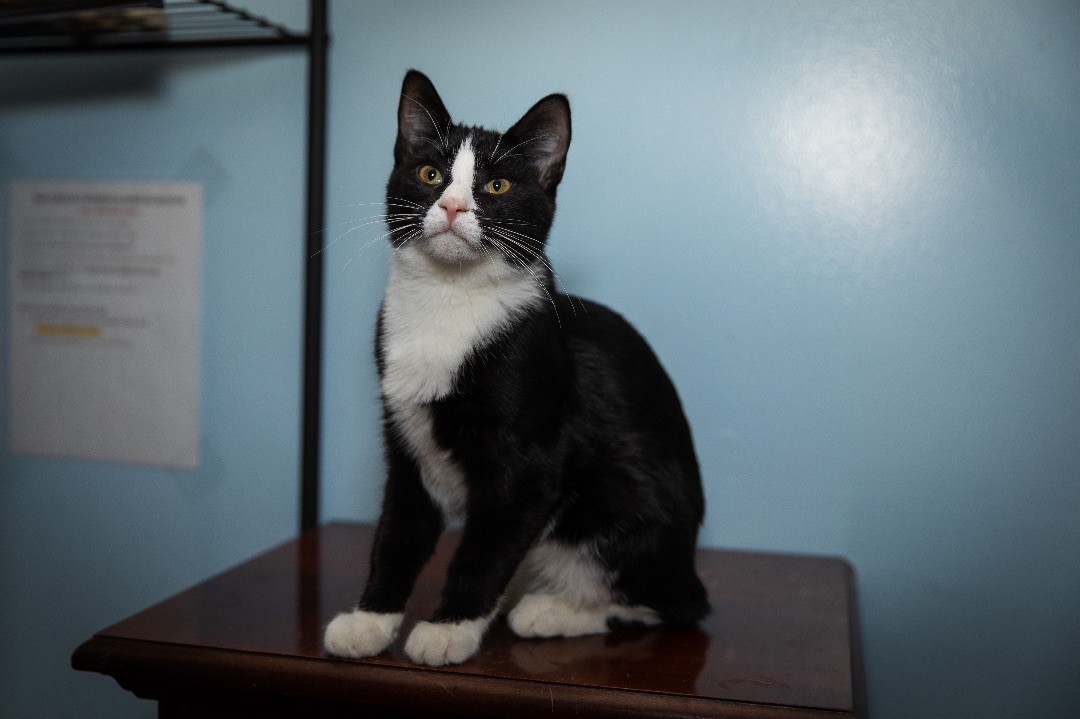 Enlarge Jay, a Adoptable Tuxedo in Chicago, IL image 3/6