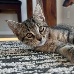 Enlarge Sequoia, a ADOPTABLE mixed breed in East Lansing, MI image 1/4