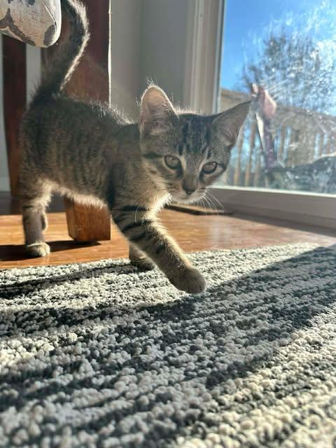 Enlarge Sequoia, a ADOPTABLE mixed breed in East Lansing, MI image 3/4