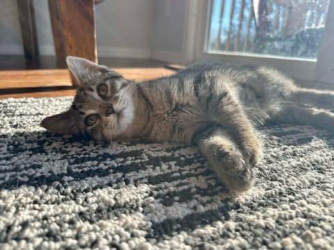 Enlarge Sequoia, a ADOPTABLE mixed breed in East Lansing, MI image 2/4