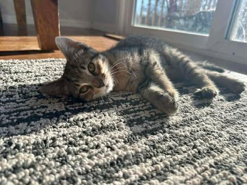 Enlarge Sequoia, a ADOPTABLE mixed breed in East Lansing, MI image 4/4